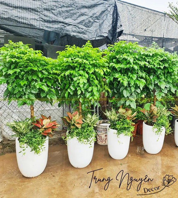 Cây Hạnh Phúc tán lá mềm và xanh tươi gợi cảm giác thư thái trong không gian sống