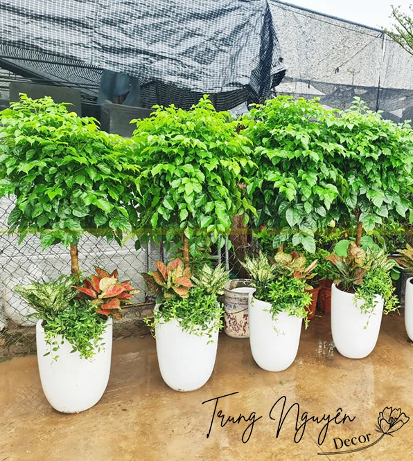 Cây Hạnh Phúc tán lá xanh nhỏ dày mang vẻ tươi vui và may mắn