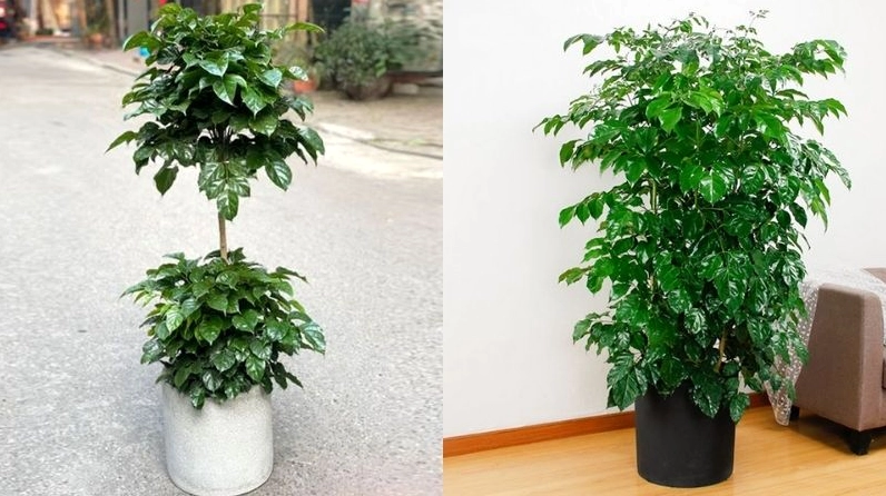 Cây hạnh phúc trong chậu cao phù hợp đặt ở nhiều góc nhà với dáng lá xanh sang trọng