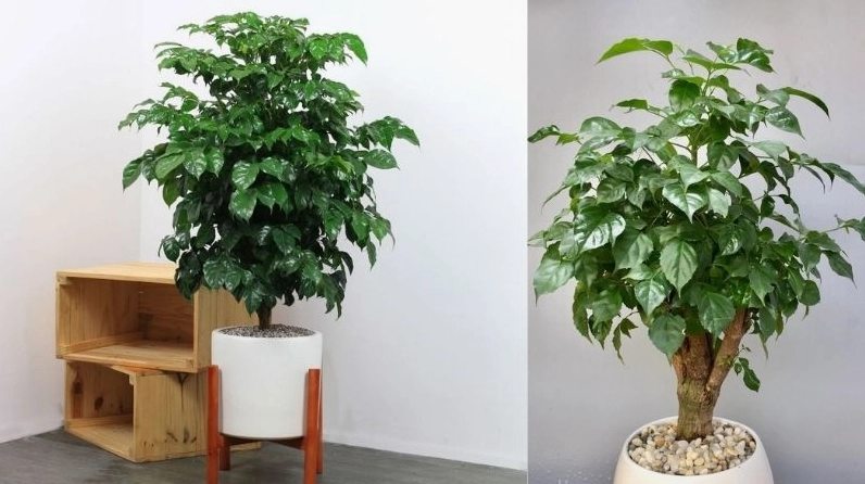 Cây hạnh phúc trong chậu giúp không gian sống thêm tươi mát và giàu sinh khí