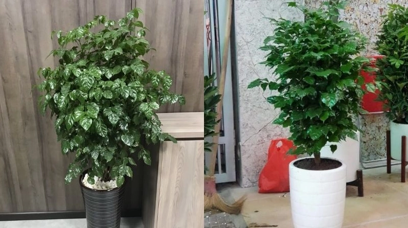 Cây hạnh phúc trong chậu trắng và chậu đen với lá xanh nổi bật trên nền chậu tối giản