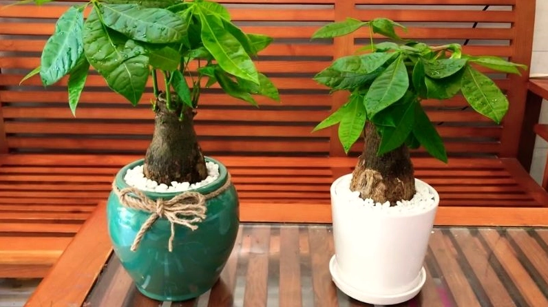 Cây hạnh phúc trong chậu tròn có tán lá xanh mềm mại và vẻ ngoài đáng yêu
