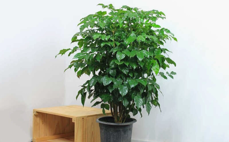 Cây hạnh phúc trồng trong nhà có chiều cao vừa phải và tán lá xanh dịu mắt