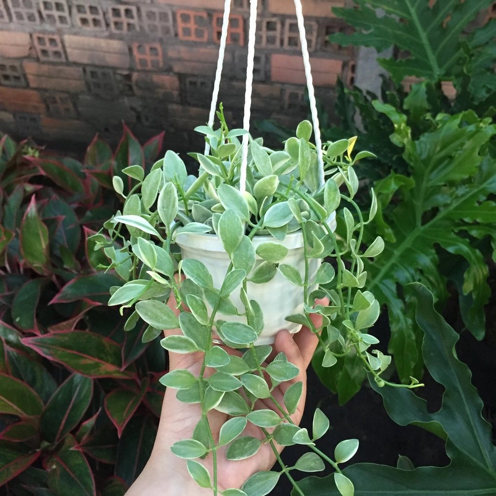 Cây Hạt Dưa Sọc chậu treo với lá sọc nhỏ xinh tạo cảm giác trẻ trung và sinh động