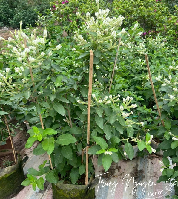 Cây Hoa Bạch Trầm Hương mang vẻ đẹp trắng sáng nhẹ nhàng trong không gian xanh