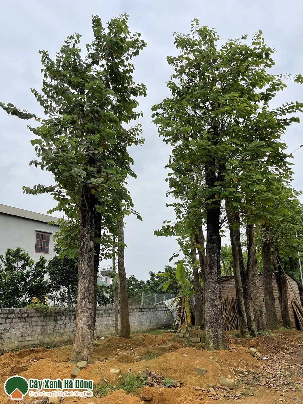 Cây hoa ban đỏ giống được chăm sóc tại vườn với thân khỏe và tán lá xanh mượt
