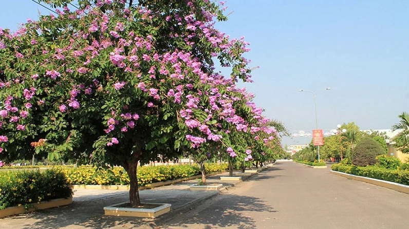 Cây Hoa Bằng Lăng có nguồn gốc từ Ấn Độ với tán lá xanh và chùm hoa nở rực trong không gian tự nhiên