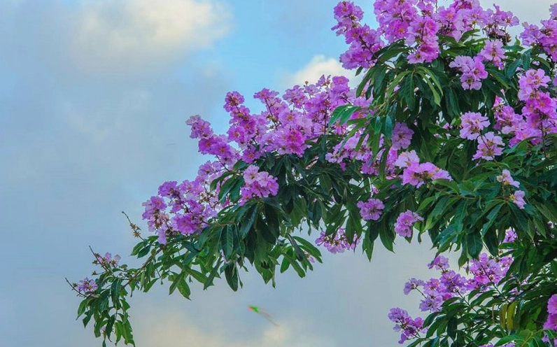 Cây Hoa Bằng Lăng được trồng làm cảnh với tán rộng và chùm hoa tím nổi bật trong không gian sân vườn hoặc đường phố