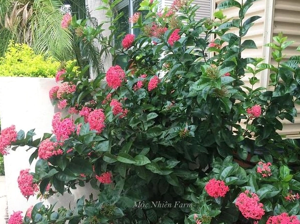 Cây Hoa Bông Trang hồng thân cao khoảng 350 khoe nhiều chùm hoa rực rỡ dưới ánh sáng tự nhiên