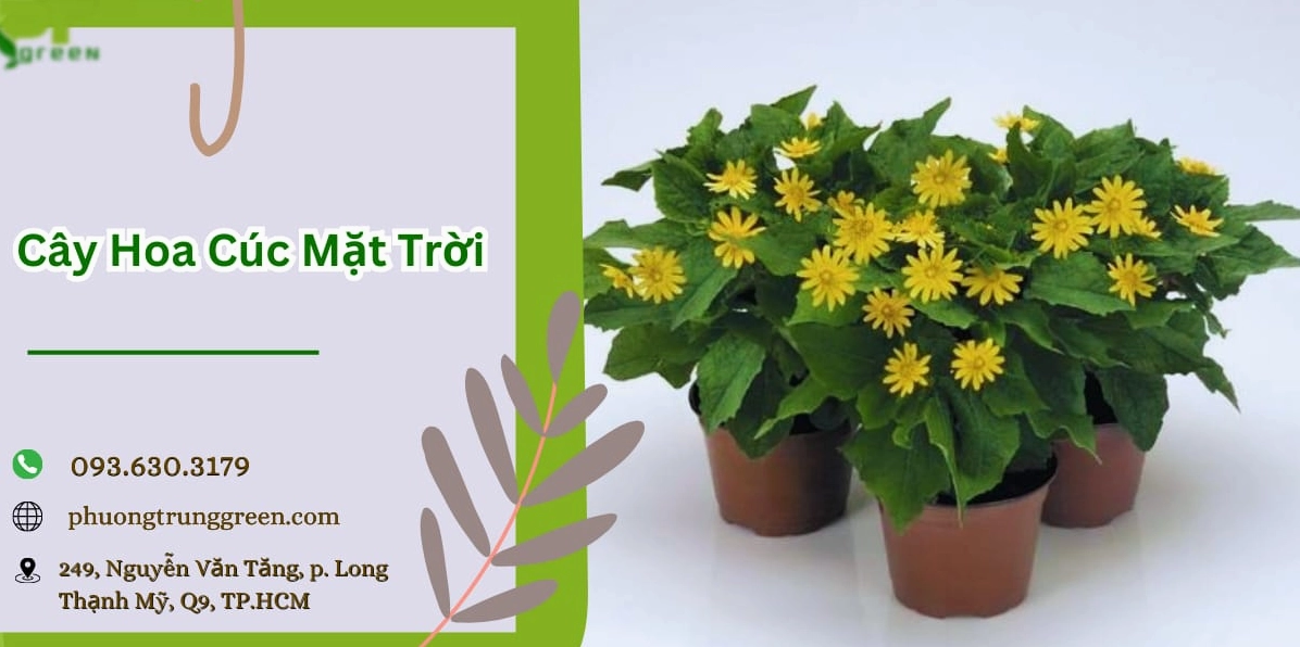 Cây hoa cúc mặt trời nở thành bụi dày với nhiều bông vàng tươi, thích hợp trang trí sân vườn và viền lối đi