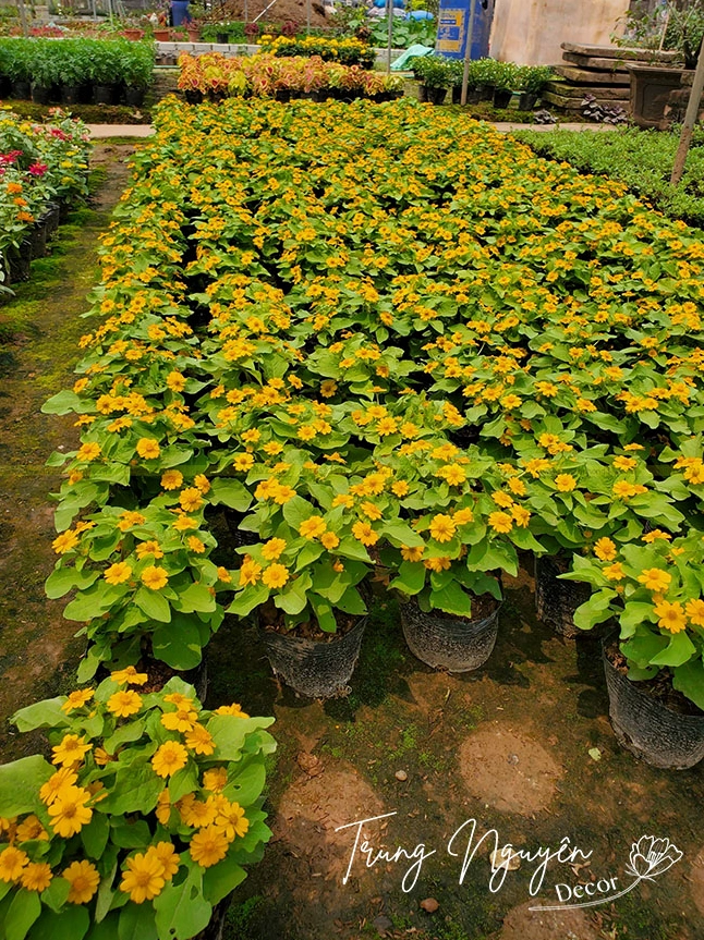 Cây Hoa cúc mặt trời với tán lá xanh đậm và nhiều bông vàng nở dày, tạo cảm giác sinh động và tươi vui