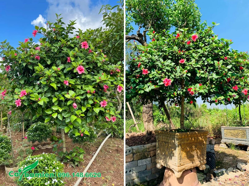 Cây hoa Dâm Bụt hồng cánh kép trồng trong chậu cảnh với dáng gọn gàng và nhiều nụ