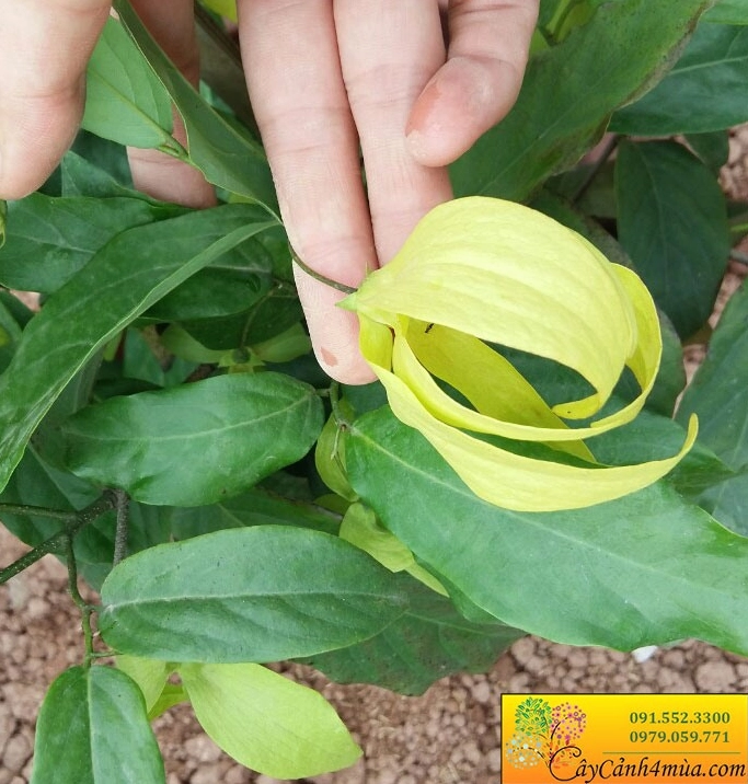 Cây hoa dẻ trong không gian sân vườn xanh tạo cảm hứng kết hợp cùng Cây Hồng Phúc