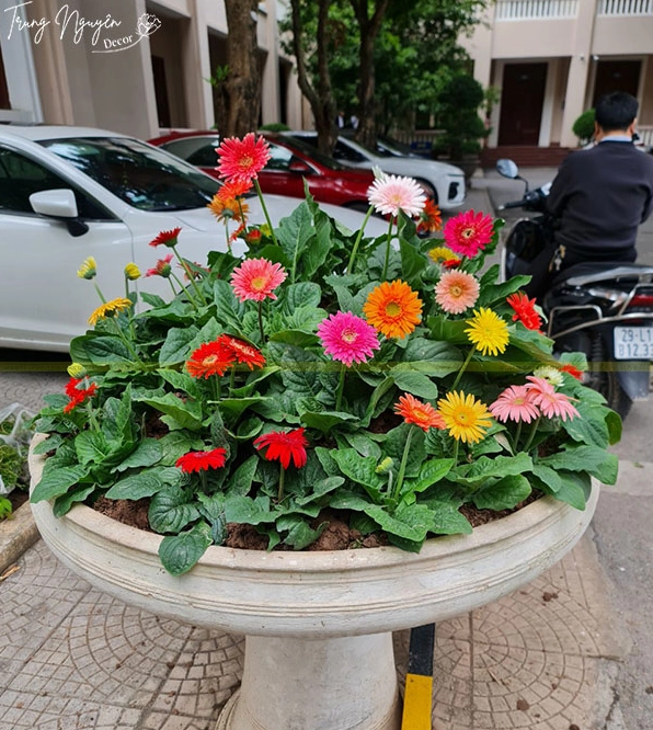 Cây Hoa Đồng Tiền Lùn nở rực rỡ với cánh hoa tròn đều thích hợp chơi tết