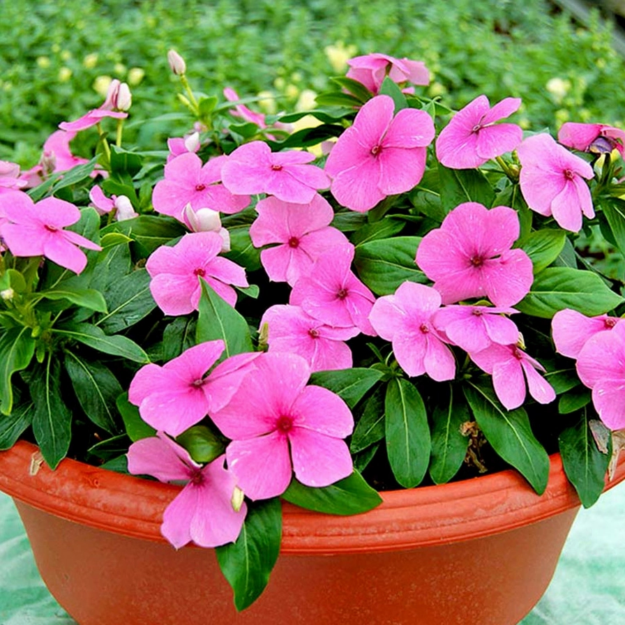 Cây Hoa Dừa Cạn cao 20 đến 25cm với dáng nhỏ xinh phù hợp trồng thảm