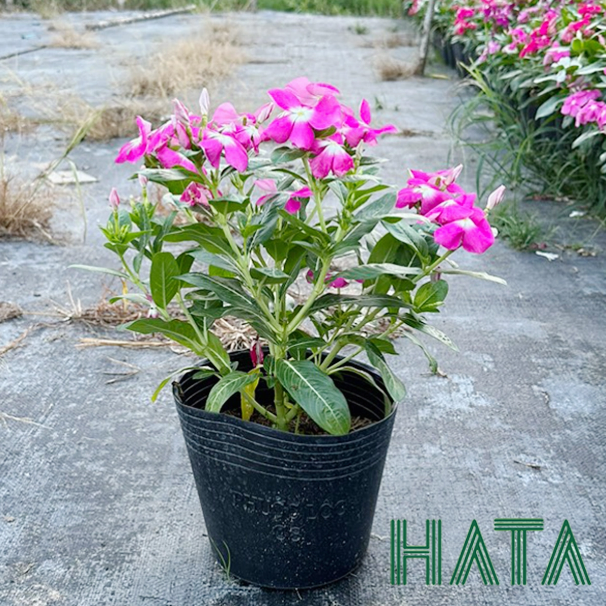 Cây Hoa Dừa Cạn cao khoảng 20 đến 25 cm nở duyên dáng trong bồn cây cảnh quan