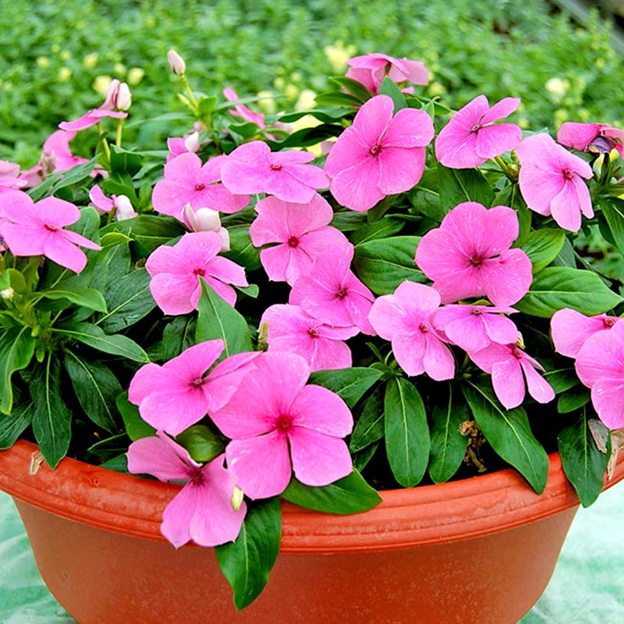 Cây Hoa Dừa Cạn cao khoảng 20 đến 25 cm với dáng hoa nhỏ xinh trong cảnh quan