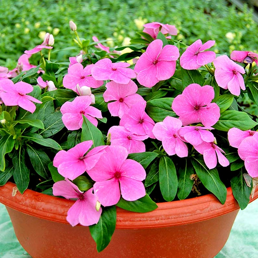 Cây Hoa Dừa Cạn cao khoảng 20 đến 25 cm với dáng nhỏ xinh phù hợp trồng tiểu cảnh