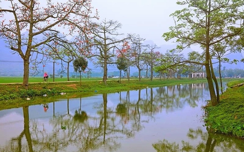 Cây Hoa Gạo trên đường làng thôn Đoan Nữ nở đỏ nổi bật giữa không gian dân dã