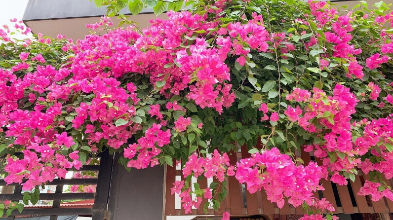 Cây hoa giấy có nét đẹp giản dị với chùm hoa mỏng manh và sắc màu tươi sáng