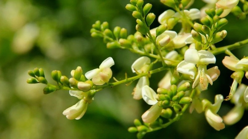 Cây Hoa hòe thân gỗ cao lớn với tán rộng xanh mướt thể hiện dáng sống lâu năm vững chãi