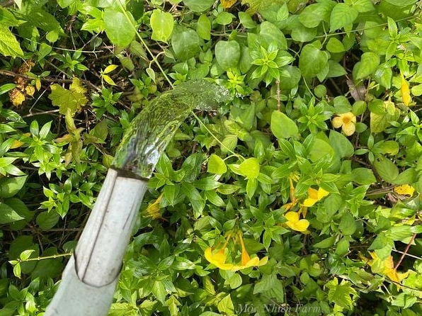 Cây hoa huỳnh anh phát triển tốt nhất khi đủ nắng và nước trong môi trường thoáng đãng