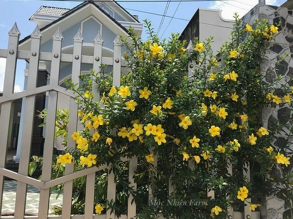 Cây Hoa huỳnh anh vàng với dáng gọn gàng và các bông hoa nở rải đều quanh tán lá