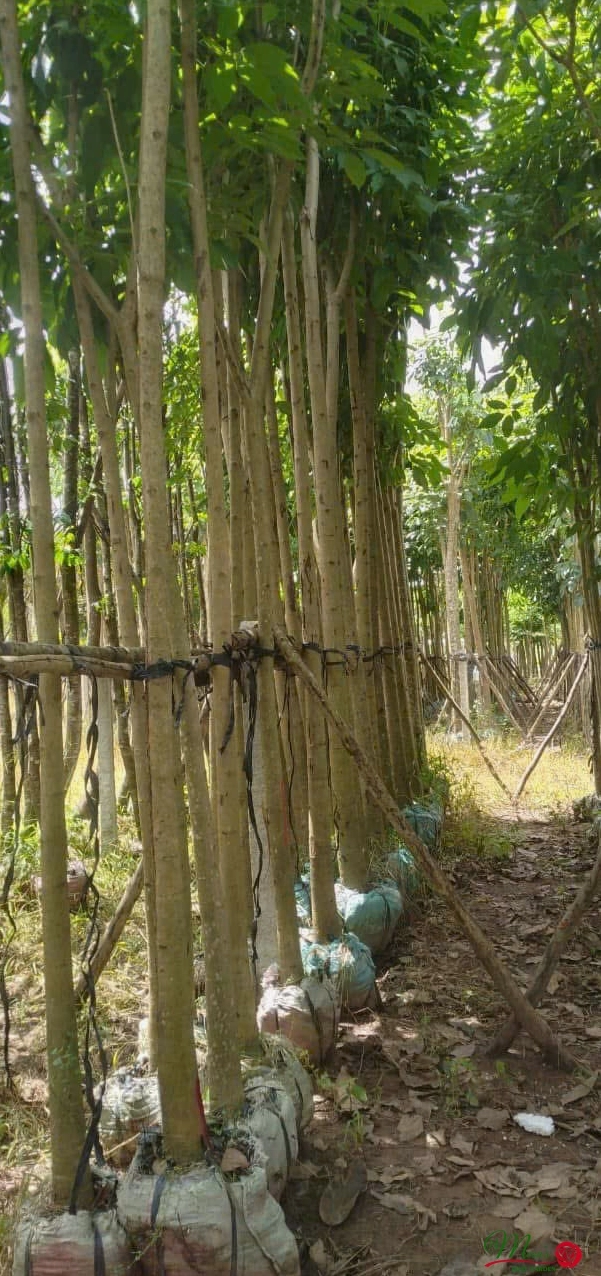 Cây Hoa Kèn Hồng có thân gỗ và tán lá phù hợp trồng làm đẹp không gian sống