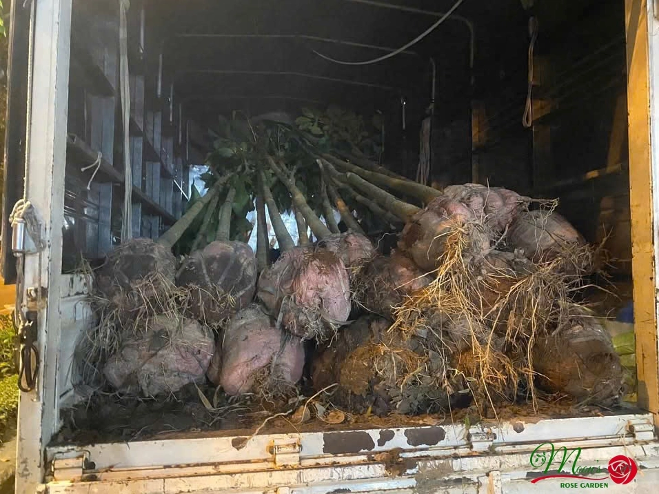 Cây Hoa Kèn Hồng được ghi lại trong bối cảnh cây sân vườn xanh tươi