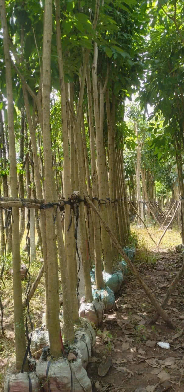 Cây hoa kèn hồng trồng sân vườn với bố cục tự nhiên và dáng cây mềm mại