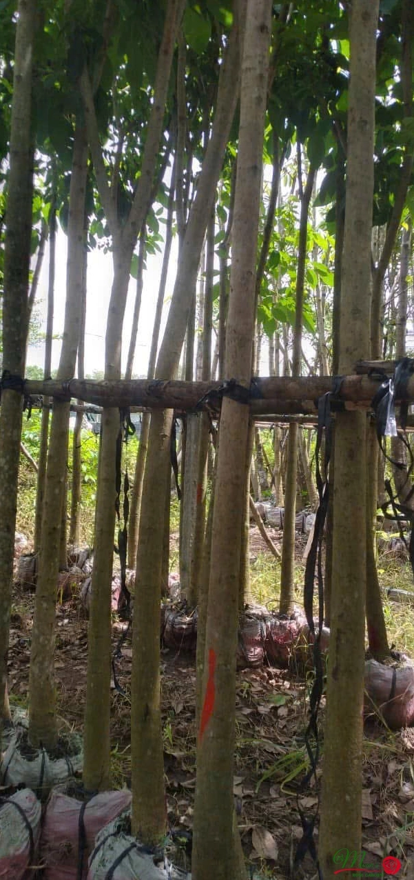 Cây Hoa Kèn Hồng trong sân vườn với thân gỗ khỏe và tán lá hài hòa