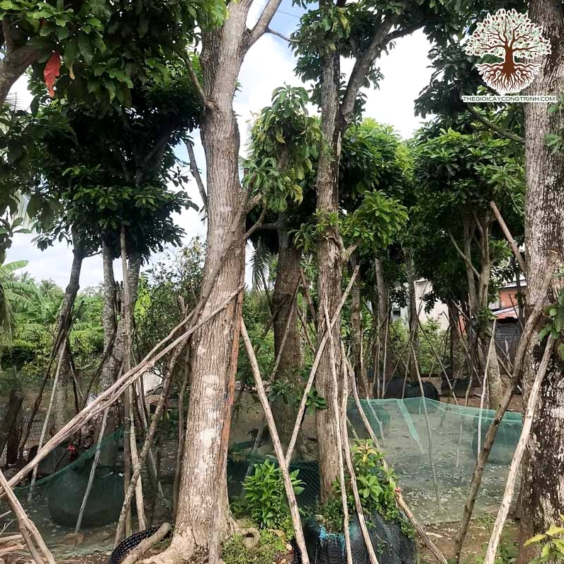 Cây hoa Lộc Vừng trồng công trình với tán lá xanh và dáng cây thích hợp không gian ngoài trời