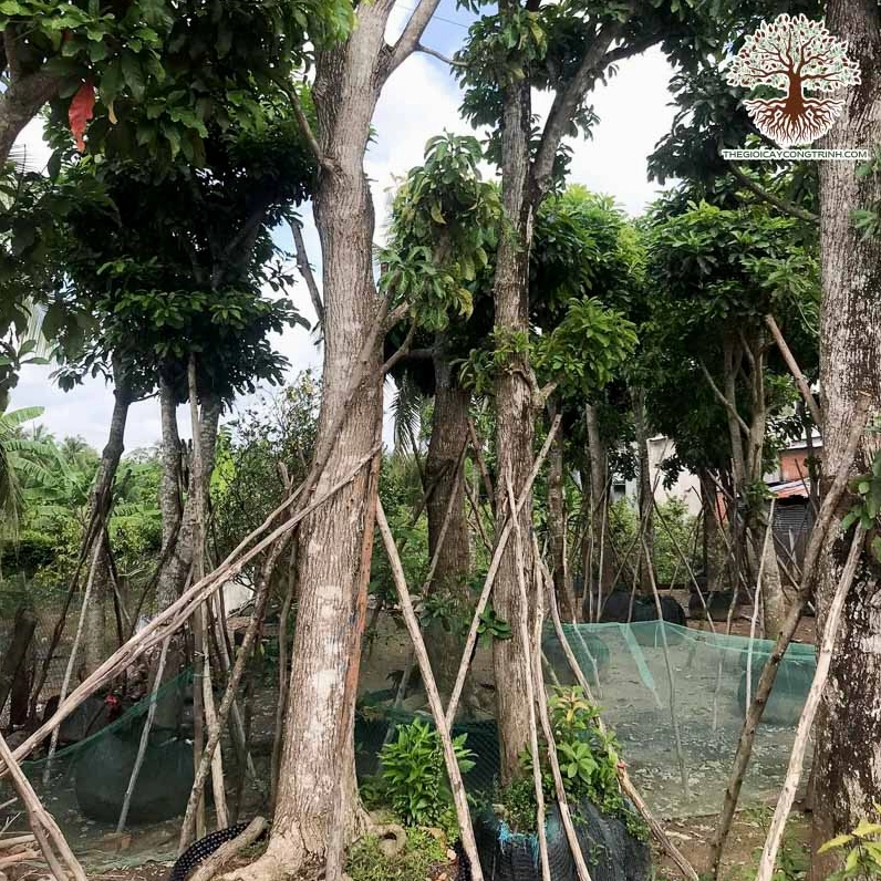 Cây hoa Lộc Vừng xanh mát trong không gian đường phố với vẻ đẹp mềm mại và thanh bình