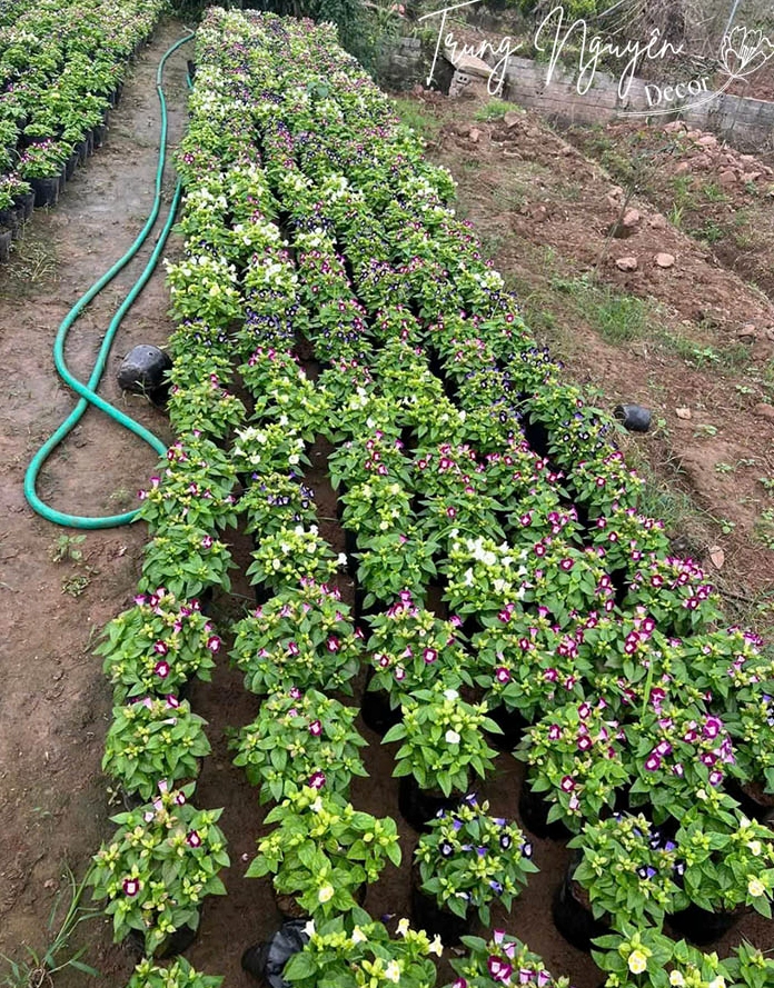 Cây Hoa mắt nai xanh tím hồng với tán lá chuyển màu nổi bật trong ánh sáng tự nhiên