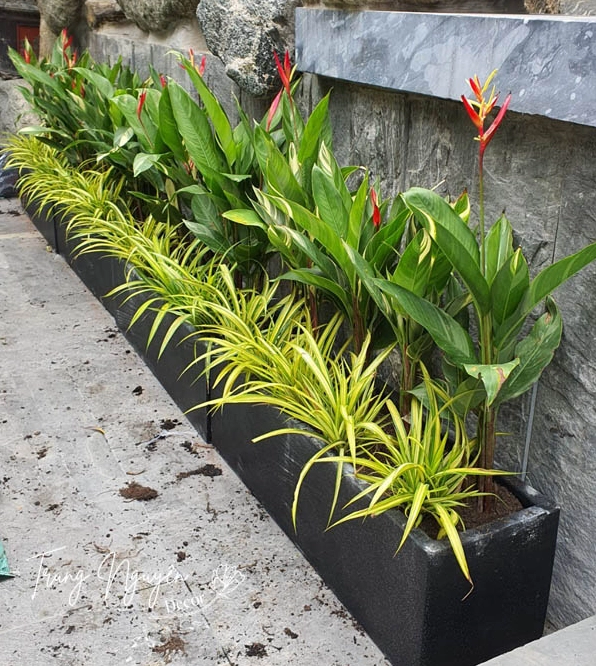 Cây hoa Mỏ Két Thiên điểu với dáng hoa lạ mắt, tạo điểm nhấn nghệ thuật trong khu vườn hiện đại