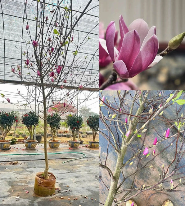Cây hoa Mộc Lan nở bông lớn với vẻ đẹp mềm mại và hương thơm sang trọng