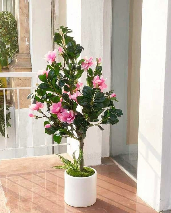 Cây Hoa Mộc Lan trang trí cao vừa phải với tán lá và hoa mềm mại trong không gian nội thất