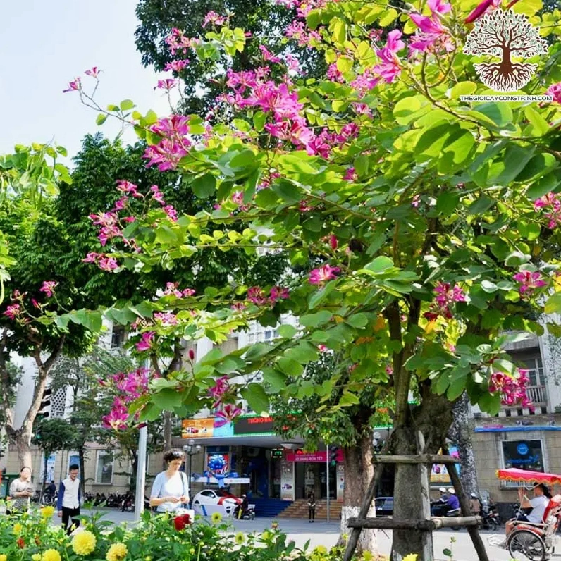 Cây Hoa móng bò tím trong không gian cảnh quan công trình mang vẻ đẹp dịu dàng và thanh lịch