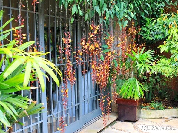 Cây Hoa móng cọp nổi bật khi được trồng trang trí nhà cửa với tán leo mềm và chùm hoa quyến rũ