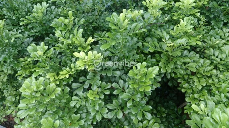 Cây hoa ngâu với những cụm hoa nhỏ màu vàng nổi bật giữa tán lá xanh đậm trong ánh sáng dịu