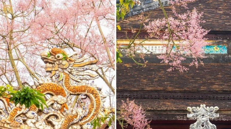 Cây Hoa ngô đồng biểu tượng cho cát tường và phúc lành trong không gian Huế