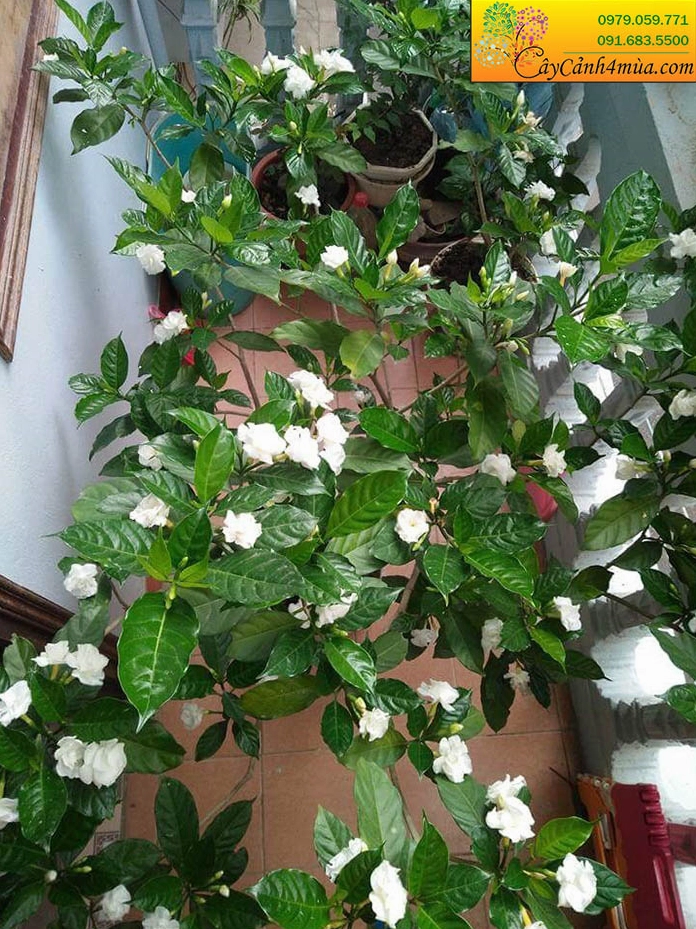 Cây hoa ngọc bút khỏe mạnh với tán lá xanh đều và những nụ hoa trắng chuẩn bị bung nở