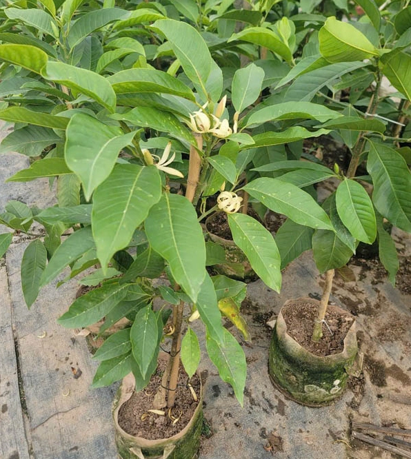 Cây hoa Ngọc Lan có sắc vàng trắng thanh tao và dáng hoa sang trọng trong vườn