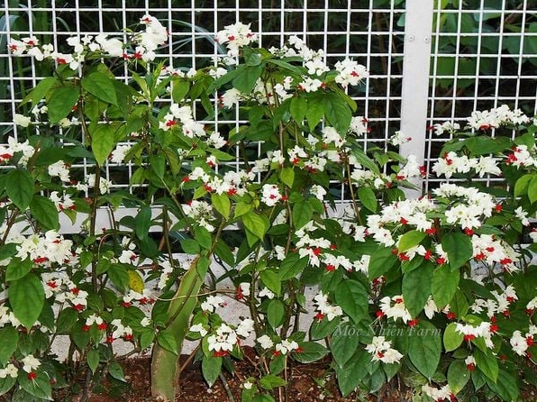 Cây Hoa ngọc nữ bám giàn và leo cao, phủ xanh không gian bằng tán lá và chùm hoa mềm