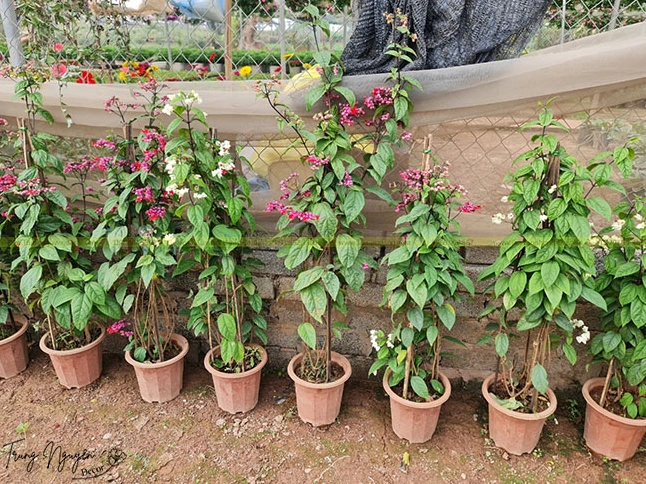 Cây Hoa Ngọc Nữ leo với tán lá xanh và dáng vươn mềm, phù hợp làm điểm nhấn sân vườn