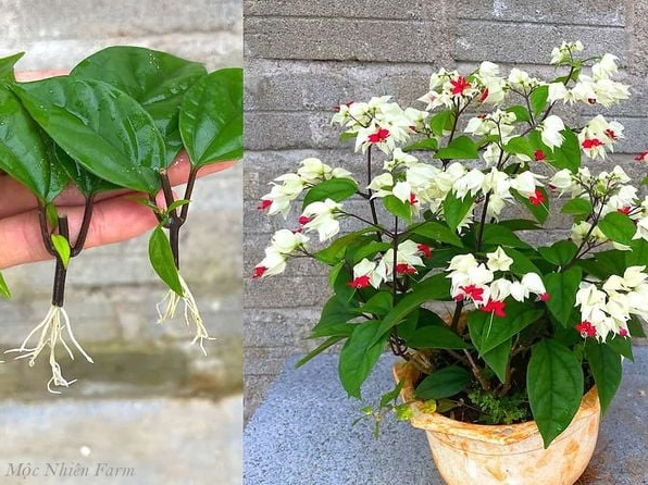 Cây Hoa ngọc nữ rất dễ giâm cành, thích hợp cho người muốn nhân giống tại nhà