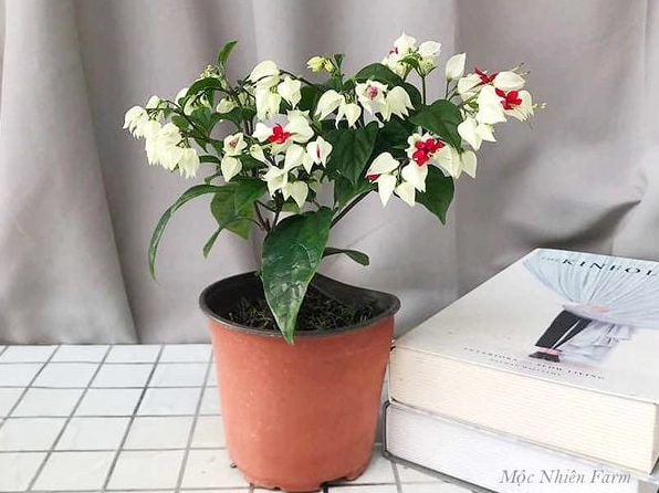 Cây Hoa ngọc nữ trắng dễ trồng, phát triển tốt và có khả năng ra hoa quanh năm