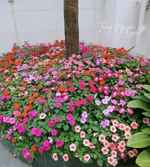 Cây hoa ngọc thảo có cánh hoa mềm, màu sắc tươi sáng thích hợp trang trí ban công