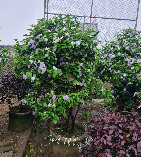 Cây hoa nhài Nhật hai màu tím trắng nở nhẹ nhàng, làm mềm không gian sân vườn với vẻ duyên thanh khiết