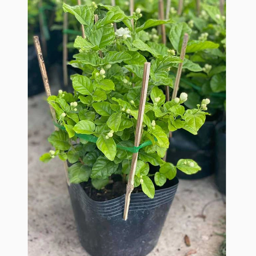 Cây Hoa Nhài Ta cao 30 đến 35cm với dáng thanh nhã và hương thơm dịu